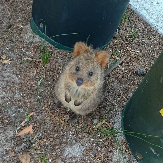 Ma találkoztam ezzel a jóképű sráccal a Rottnest-szigeten.