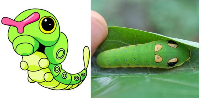 Caterpie | Fecskefarkú lepke hernyója