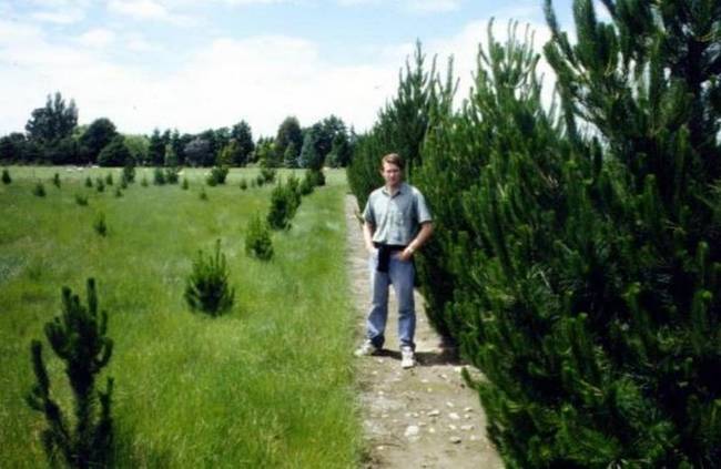 „Ezeket a fákat pontosan ugyanakkor ültették, de a fű nagyon lelassította a bal oldalon lévő fenyők növekedését."