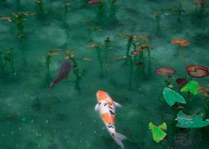 Koi-tó