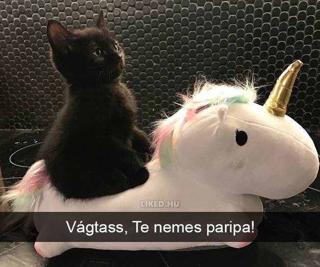 20 röhejes macskás Snapchat-üzenet, ami még a legpocsékabb napot is felvillanyozza