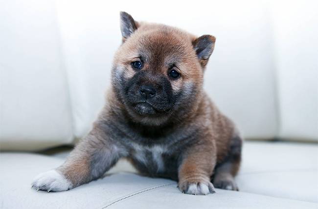 Ha egy kutya bepisil a házba, akkor bele kell nyomni az orrát a tócsába.