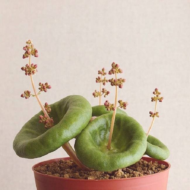 Esernyő-pozsgás (Crassula umbrella)
