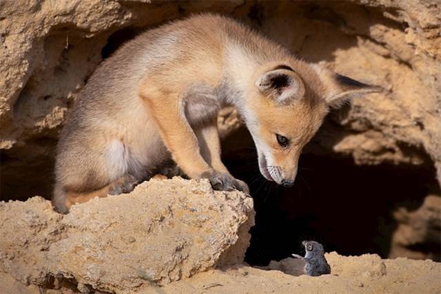 Kihirdették a Comedy Wildlife fotópályázat döntőseit, és ez a 30 állat biztos, hogy Téged is meg fog nevettetni