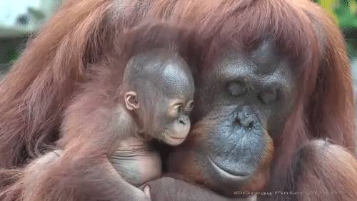 Mint azt már korábban is említettem...az anyai szeretethez semmi más sem fogható.