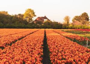 Keukenhof füvészkert