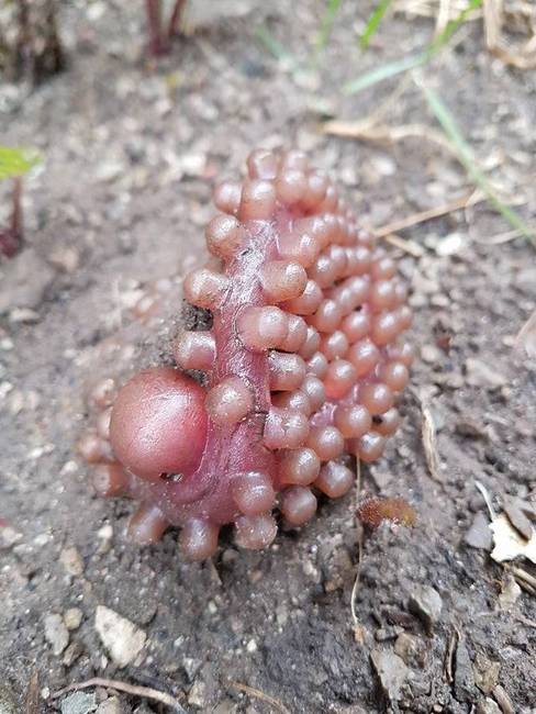 „Ezt találtam az előkertemben. Mi lehet ez?''