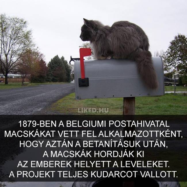 15 meghökkentő tény a macskákról, amit valószínűleg Te sem tudtál korábban