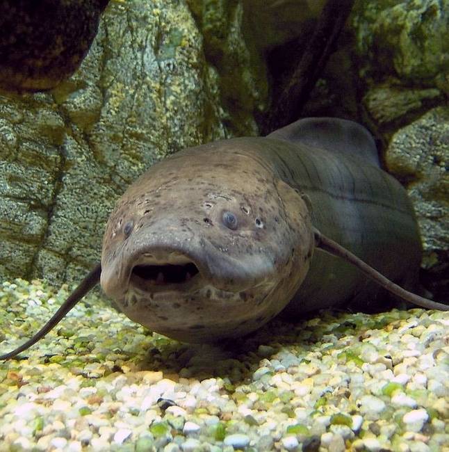 Ha egy víztározó kiszárad, a gőtehalak a földbe ássák magukat és hibernálják.