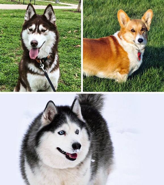 Husky + corgi
