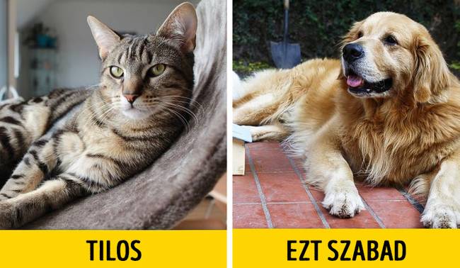 Nem lehet macskát tartani.