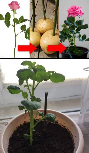 „Kipróbáltam egy Instagramos lifehack-et, miszerint a levágott rózsa új életre kel, ha egy burgonyába dugjuk, majd elültetjük."