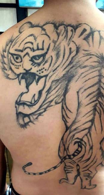 Egy egyedülálló, büszke tigris.