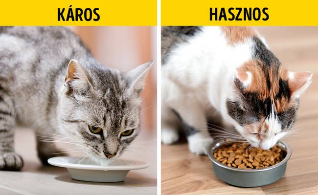Macskák és a tej