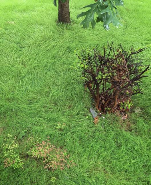 Neem, ez nem egy van Gogh festmény, csak egy eső áztatta kert.