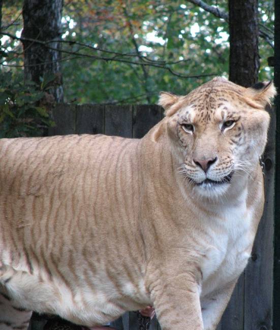 Ez a Hercules nevű liger a legnagyobb ma élő macska a Földön.