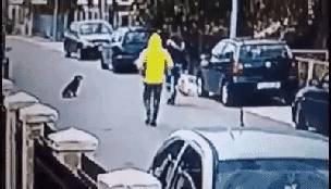 A kis őrangyal megérezte a bajt és elkergette a tolvajt.