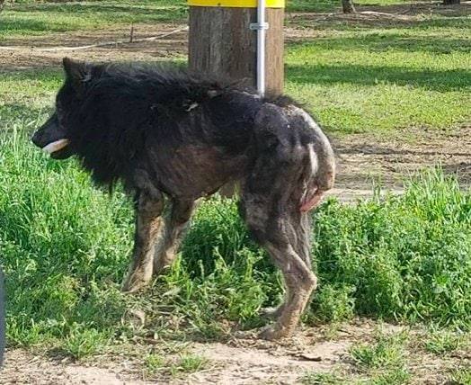 Az egész történet ezzel a közösségi oldalra feltöltött képpel kezdődött, ahol az egyik helyi lakos megpróbált pánikot kelteni azzal, hogy hátborzongató lény bóklászik a környéken.