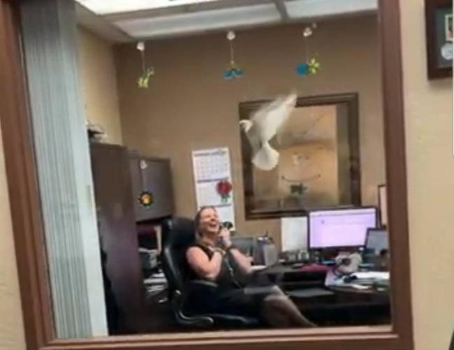 „A HR-es kolléga azt mondta, hogy nem érdekli hogyan, de juttassam be neki a biztosítási papírom még a határidő előtt....szóval beküldtem hozzá egy postagalambbal."