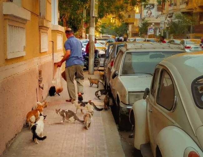 Egyiptomban az emberek még mindig nagyon szeretik a macskákat.