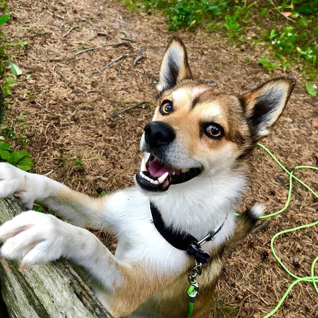 Norvég lundehund