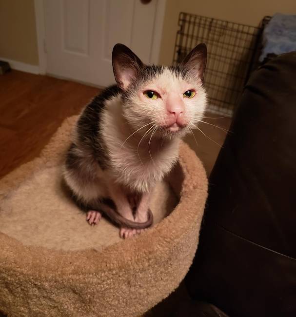 Nem, ez nem egy patkány, hanem a lykoi macskafajta egyik példánya.