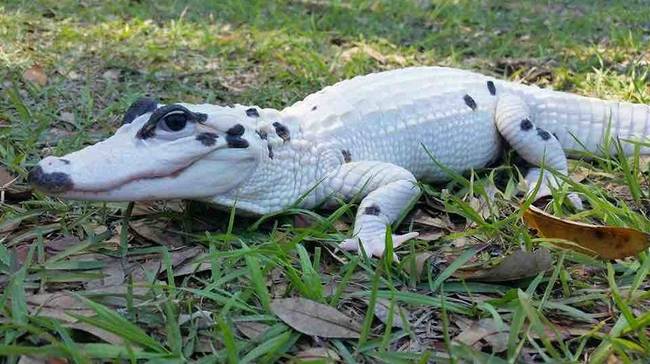 Ha esetleg régóta azon töprengtél, hogy hogyan nézhet ki egy vitiligo-s krokodil, akkor ne kínozd magad tovább: