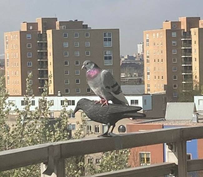 „Határozottan rossz vétel volt ez a fém galambriasztó."