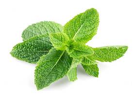 Menta