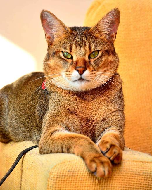 Chausie