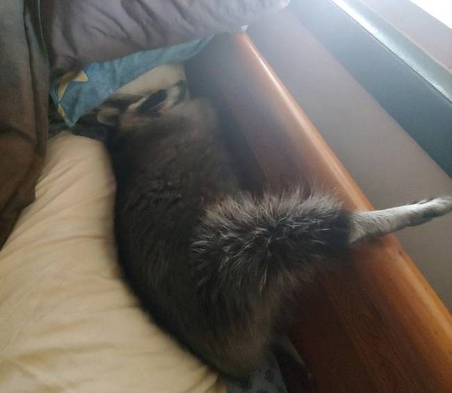 Semmi sem jobb, mint a gazdi ágyában aludni.