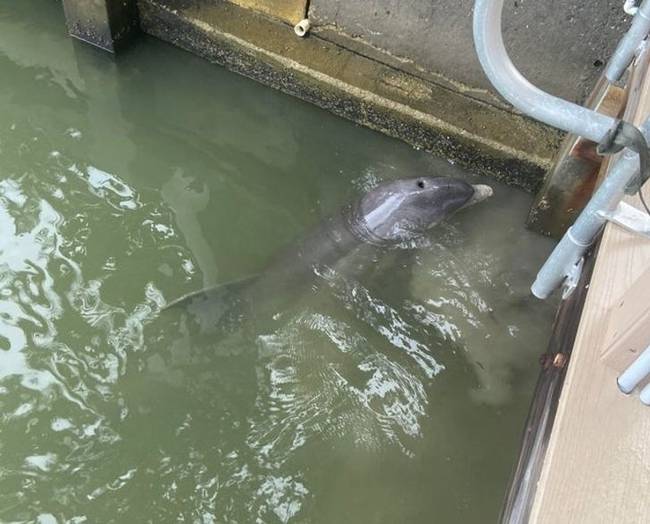 „Ez a delfin közvetlenül a móló mellett úszott, ahol álltam."