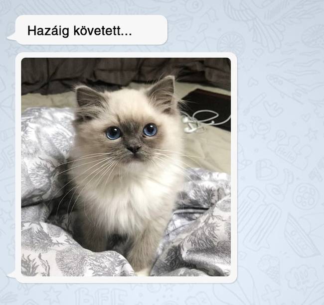 „20 éven át kérleltem anyámat, hogy hadd legyen macskánk. Három nappal azután, hogy 900km-re költöztem, ezt a képet küldte...”