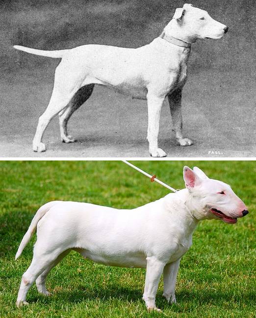 Bullterrier