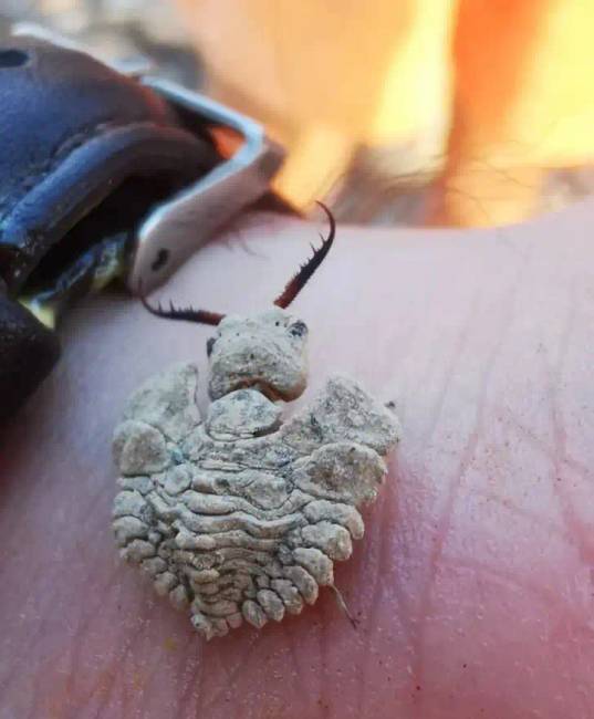 Emírségek dolgai 011