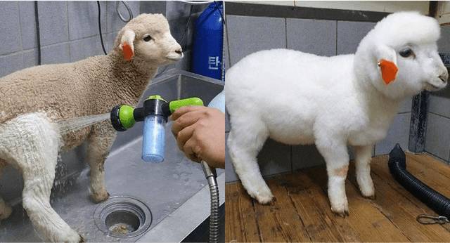 Ez a közönséges bárány valódi plüssjátékká vált.