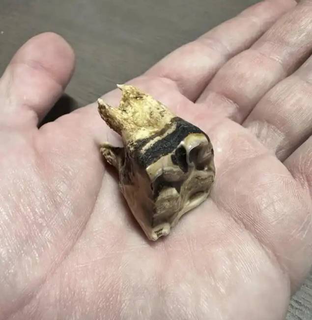 Érdekes fotók és pillanatok 017