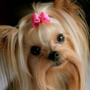 Yorkshire terrier