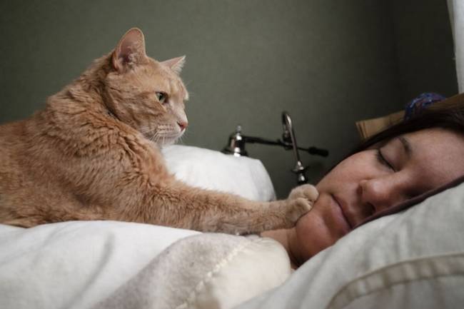 Macska ébreszti a gazdáját