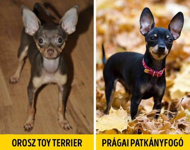 Orosz es pragai kutya 1
