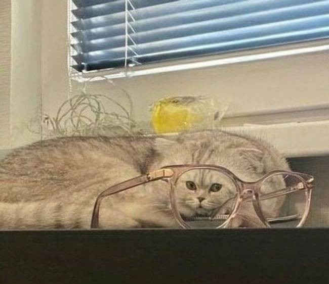 Nagyon-nagyon aprófejű macska.