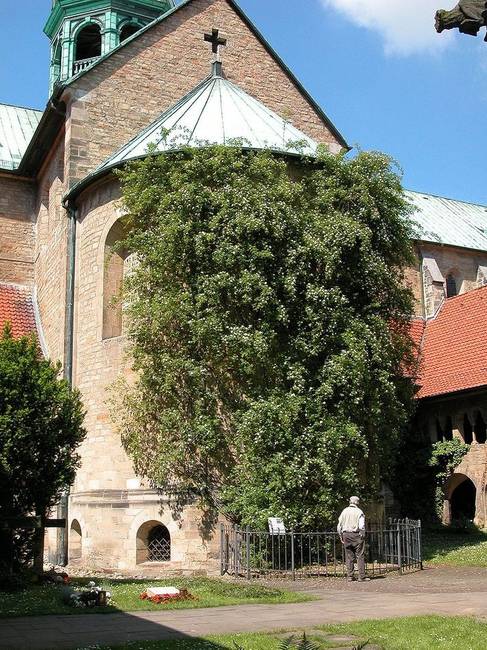 A Rose Hildesheim a legrégebbi rózsabokor a Földön. Úgy gondolják, hogy körülbelül ezer éves.