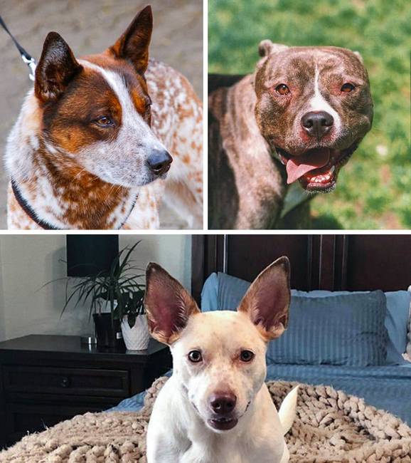 Ausztrál pásztorkutya + pitbull