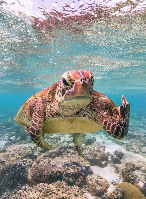 Kihirdették a Comedy Wildlife fotópályázat döntőseit, és ez a 30 állat biztos, hogy Téged is meg fog nevettetni