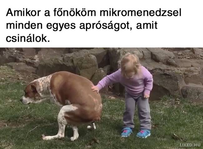 20 vicces mém a főnökökről, amit jobb, ha nem a munkahelyeden nézel meg