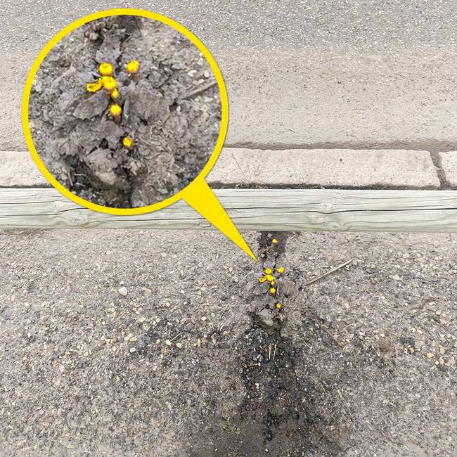 Ezek a virágok 1800 méteres tengerszint feletti magasságon, és -2°C-ban nőttek ki az aszfalton.