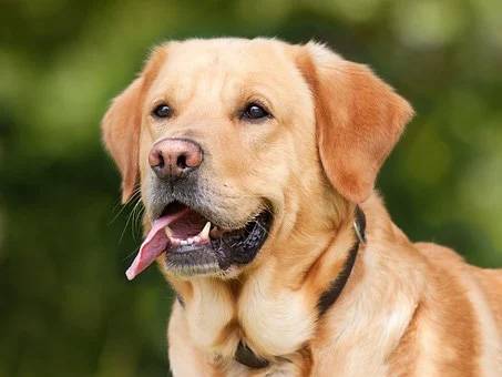 Labrador!