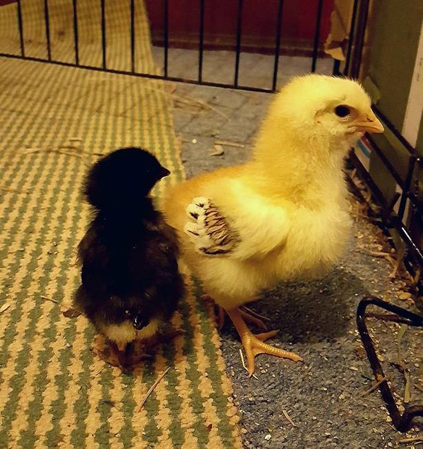 Két különböző csirkétől származó, de egy napon kikelt kiscsibék méretbeli különbsége.