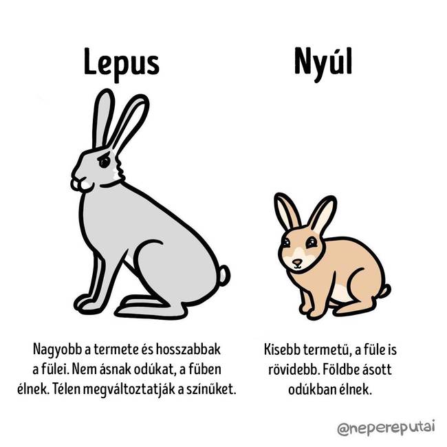 Lepus es nyul