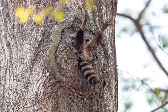 Kihirdették a Comedy Wildlife fotópályázat döntőseit, és ez a 30 állat biztos, hogy Téged is meg fog nevettetni